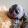 Adorable Marmoset monkey