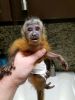 Capuchin baby Monkeys for sale.