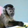 Beautiful Capuchin Monkey
