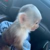 Well Trained Capuchin Monkey for Adoption