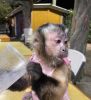 We have diaper trained top baby capuchin monkeys for sale
