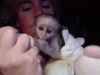 cute looking capuchin monkeys for sell