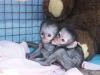 Capuchin Monkeys and Marmosets