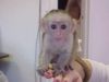 playful Capuchin Monkeys Text (xxx)xxx-xxxx