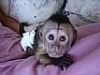 Beautiful Marmoset & Capuchin monkeys available