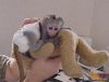 Outstanding Capuchin Monkey