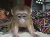 Capuchins Monkey Beautiful