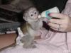 Capuchins Monkey Home Raised Baby Capuchin
