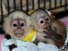 Capuchin Monkeys Seeking Forever Homes