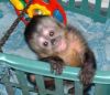 Potty trained marmoset & capuchin monkeys