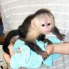 playful baby capuchin monkeys