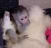 12 weeks old baby Capuchin monkeys,
