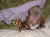 Adorable Tamed Female Baby Capuchin Monkey S
