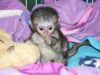 rained baby capuchin monkey