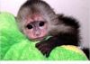 Affectionate capuchin babies
