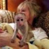 Cute Baby Female Capuchin Monkey For Adoption