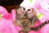 finger Marmoset baby monkeys raised in our home