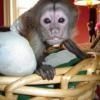 Wonderful Capuchin Monkey for Adoption