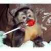 Sweet Baby Face Capuchin Monkeys