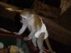 Capuchin Monkeys Available Text (xxx)xxx-xxxx