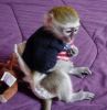 baby capuchin monkeys ready to go**