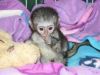 Little Sweet Capuchin Monkey