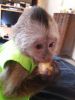 Capuchin monkeys for your family