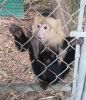 Male capuchin