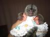 Marmoset baby and dad