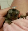 Marmoset Monkey Babies For Sale