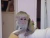 X-mas Male And Female Babies Capuchin Monkeys