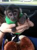 Baby capuchin monkeys available
