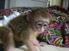Beautiful Female Capuchin Monkeys For Adoption