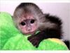 15 weeks old Capuchin Monkey