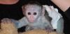 Healthy female Capuchin monkey is up for sale.