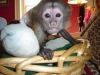 vet checked Capuchin monkeys