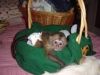 capuchin monkeys weigh only 3 pounds.