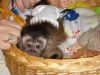 Affectionate capuchin baby monkeysc