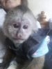 Capuchin Monkeys Available For Adoption