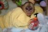 monkey is 12 weeks old now. Capuchin
