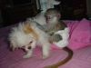 Affectionate pair of Capuchin monkeys.