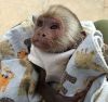 Capuchin for sale he is being hand raised
