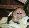 Guarantee Capuchin Monkey xxxxxxxxxx