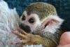 Adorable squirrel monkeys for adoption