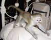 Capuchin Monkeys Sms (xxx) xxx-xxx4)
