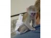 registered capuchin monkeys