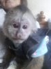 Re-homing Capuchin Monkeys (xxx) xxx-xxx4)