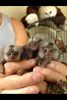 4 Cute Babies Marmoset Monkeys