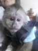 X-mas Capuchin Monkeys For Re-homing