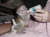 Cute and Adorable and capuchin monkeys